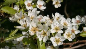 Pear_Blossom_Williams_Christ