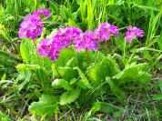 Saitama_Tajimagahara_Primula_Sieboldii_Primrose_Habitat_2